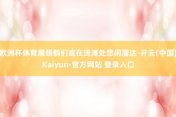 欧洲杯体育黑颈鹤们或在浅滩处悠闲溜达-开云(中国)Kaiyu